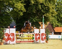 jumper Hacketstown (Pony without race description, 2007)