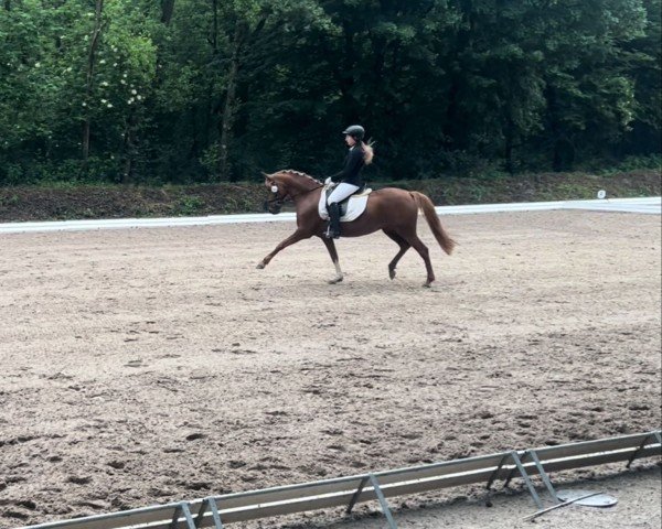 broodmare Diva Daluxe (German Riding Pony, 2017, from Dating AT NRW)