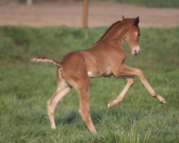 broodmare Edwina HP (Hanoverian, 2024, from Edward 28)