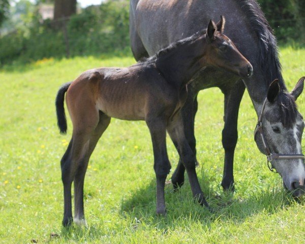 broodmare Soleil de la Vie HP (Hanoverian, 2024, from Stargos VDL)