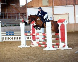 jumper Balou's Sternchen (German Riding Pony, 2018, from Balou Star)
