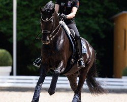 Dressurpferd Jaguar (KWPN (Niederländisches Warmblut), 2014, von Fairytale)