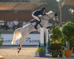 Springpferd Hallo Cerina F (KWPN (Niederländisches Warmblut), 2012, von Eldorado van de Zeshoek)