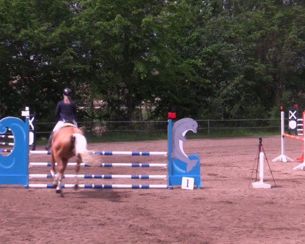 Reitturnier Lgl.-Oberhain, B95 2024
