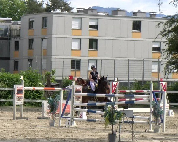 Reitturnier Stadt Bregenz 2024