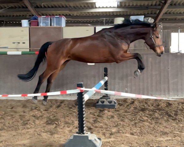 dressage horse Calypso (Oldenburg, 2017, from Courtier)