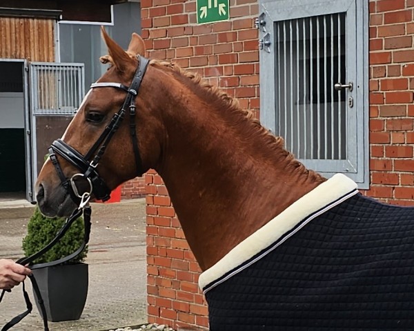 horse Diano Gold (German Riding Pony, 2021, from D-Gold AT NRW)
