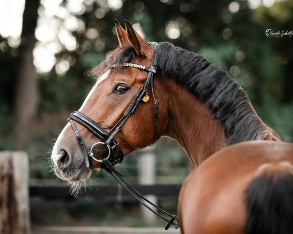 jumper Quintano's Gold (Hanoverian, 2016, from Qualito)