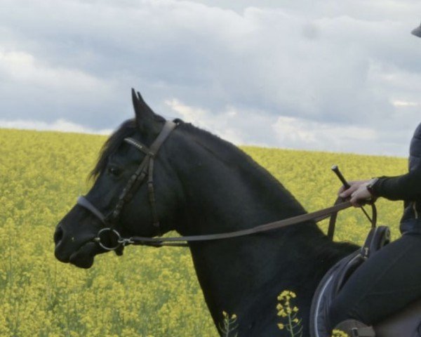 horse Jamal (Arabian purebred, 2016, from Shaklan Ibn Bengali ox)