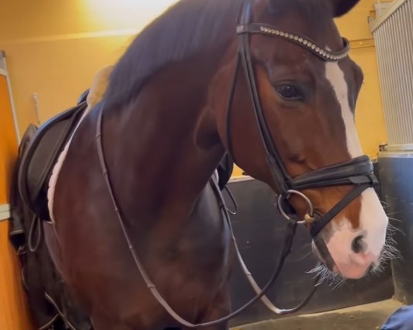 horse Buckingham (Bavarian, 2015, from Buckingham)