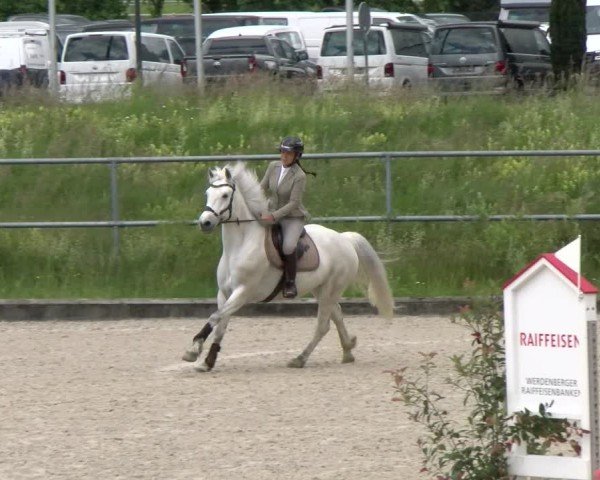 Reitturnier Werdenberg 2024