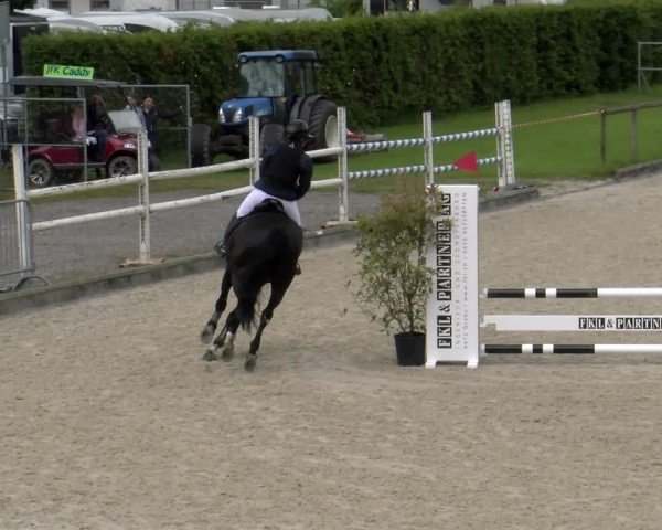 Reitturnier Werdenberg 2024