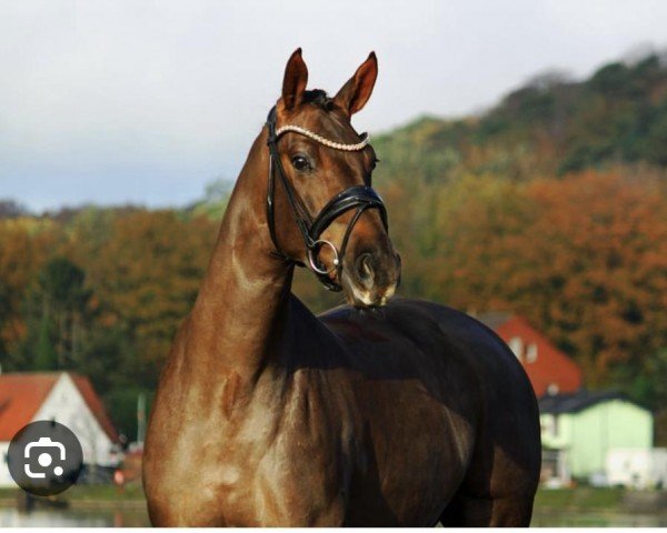 horse Happy Toto (Oldenburg, 2020, from Bonds)