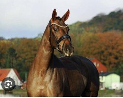 horse Happy Toto (Oldenburg, 2020, from Bonds)