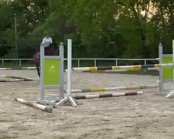 Video of Basalino FS