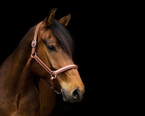Springpferd Pino (Deutsches Reitpferd, 2014)