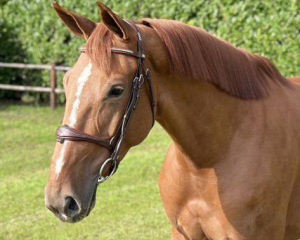 jumper Ronique D' Houtem (Belgian Warmblood, 2017, from Diamant de Semilly)