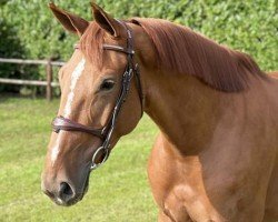 jumper Ronique D' Houtem (Belgian Warmblood, 2017, from Diamant de Semilly)