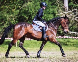 jumper Escalanta CH (Swiss Warmblood, 2008, from GB Escondido)
