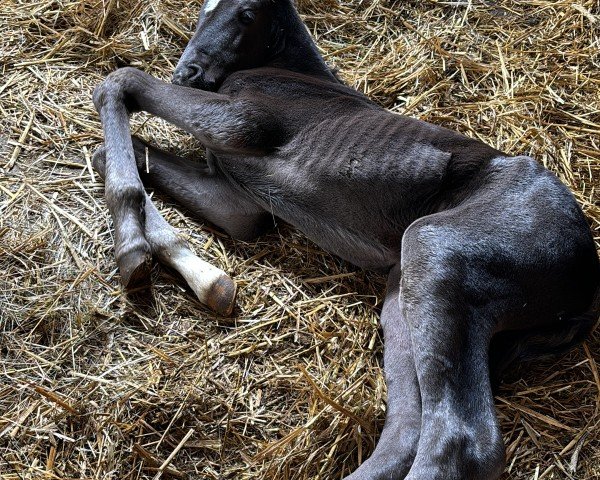 horse Golden Díaz (Bavarian, 2024, from Golden Grey NRW)