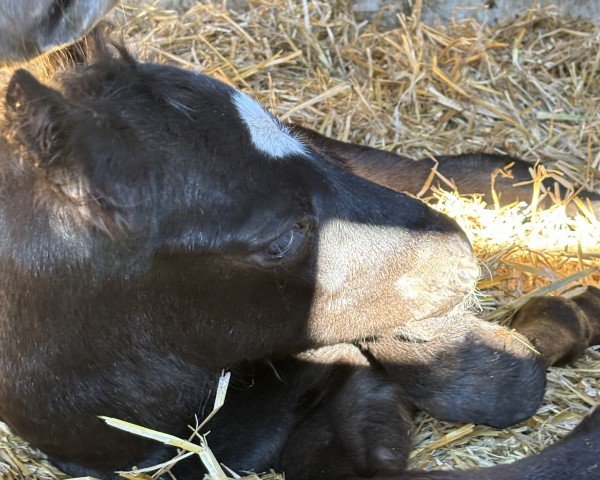 horse Golden Vini Jr (Bavarian, 2024, from Golden Grey NRW)
