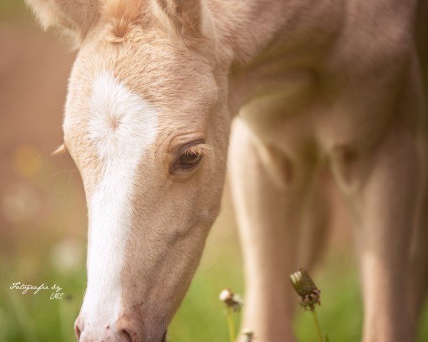 horse Glitter in Gold Mk (Bavarian, 2024, from Golden Grey NRW)