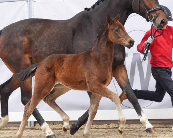 horse Elsa (Westphalian, 2024, from Extra Gold)
