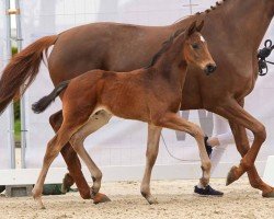 horse Felizio (Westphalian, 2024, from Feliz N)