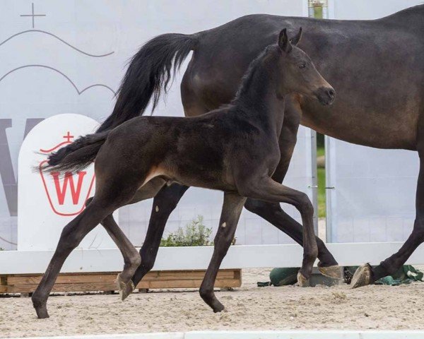 horse Douvres (Westphalian, 2024, from Diamantenglanz)