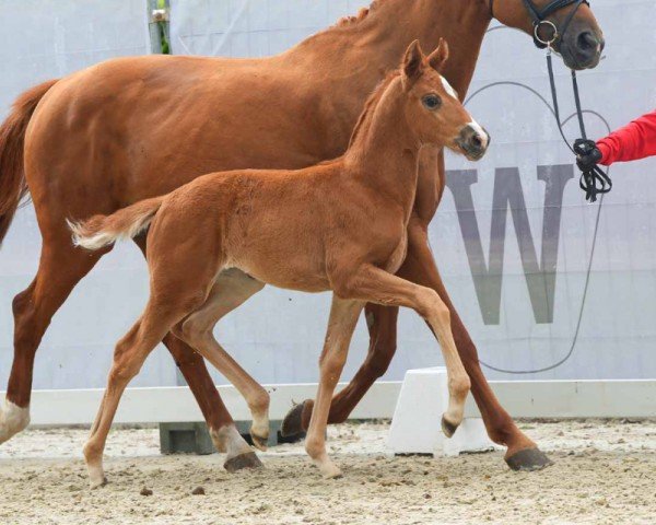 horse Belinda (Westphalian, 2024, from Bon Courage 4)