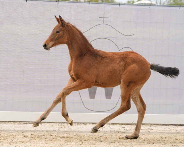 Pferd Verona (Westfale, 2024, von Vandenberg 4)