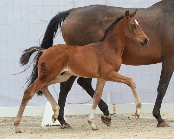 horse San Diego (Westphalian, 2024, from Son of Cologne)