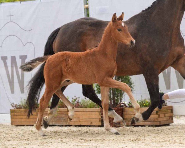 Pferd Vengaboy (Westfale, 2024, von Viva Romance PS OLD)