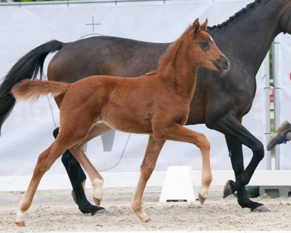 horse Bon Bella (Westphalian, 2024, from Bon Esprit)