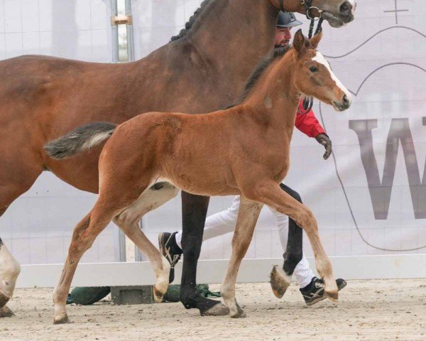 horse Fantonius (Westphalian, 2024, from For The Future)