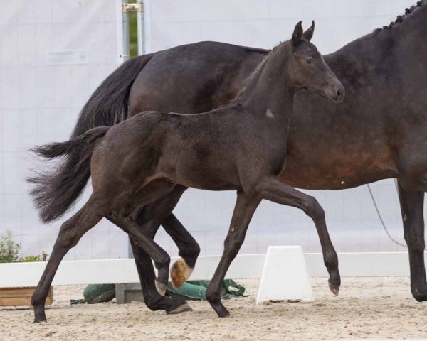 horse Fabriano (Westphalian, 2024, from Fürst Zonik PS)