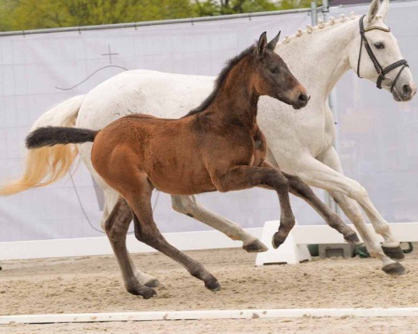 Pferd A Valentine J (Westfale, 2024, von Aviador)