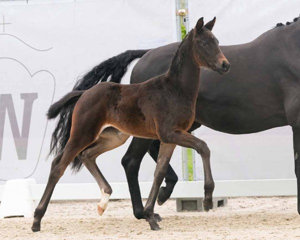 horse Diamond Rose LE (Westphalian, 2024, from Diamantenglanz)