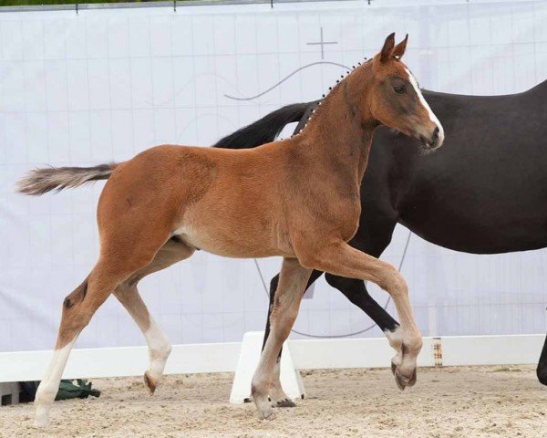 horse Esprit De Novo (Westphalian, 2024, from Escolar)