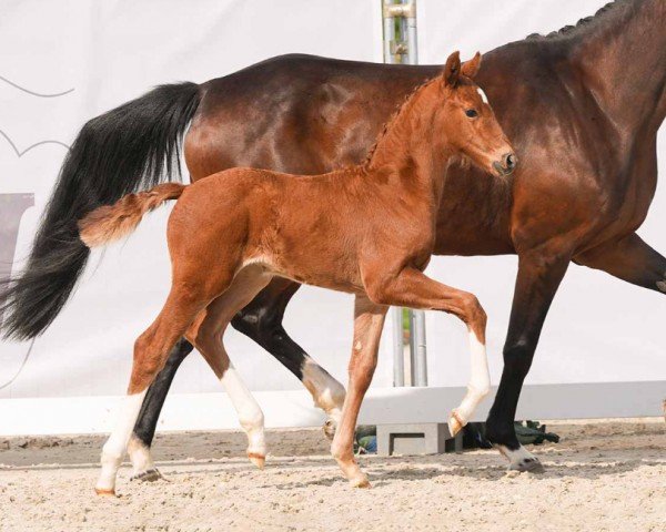 horse Valentina (Westphalian, 2024, from Viva Vitalis 2)