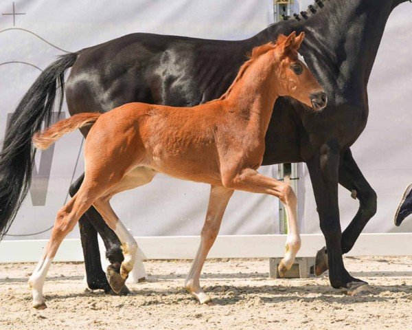 horse Flotte Biene (Westphalian, 2024, from Fuechtels Floriscount OLD)