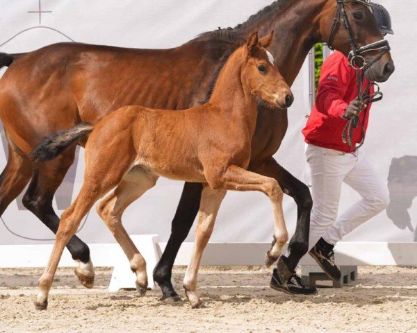 Pferd Va Diamond P (Westfale, 2024, von DSP VA Bene)