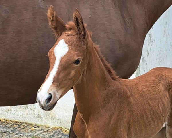 broodmare Fleur Dali (Westphalian, 2024, from Franziskus FRH)