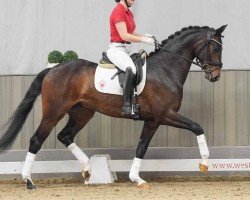 Pferd Joop 27 (Westfale, 2020, von Jovian)
