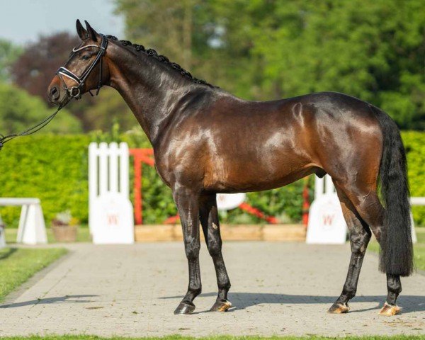dressage horse Valentin 177 (Westphalian, 2020, from Valdiviani)