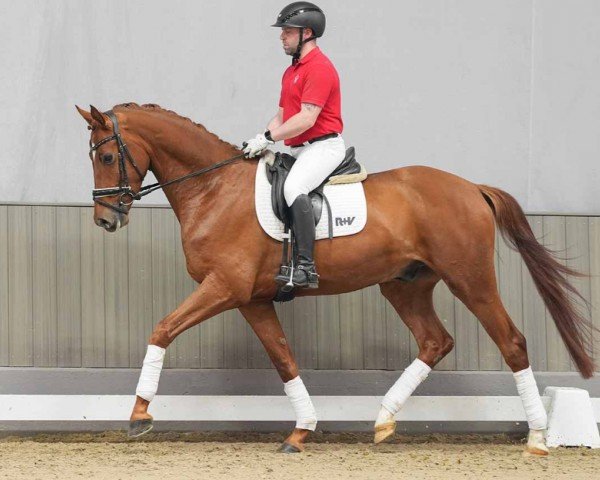 horse Steevie (Hanoverian, 2020, from Sezuan)