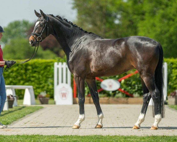 horse Dornier (Hanoverian, 2020, from Blue Hors Dreamline)