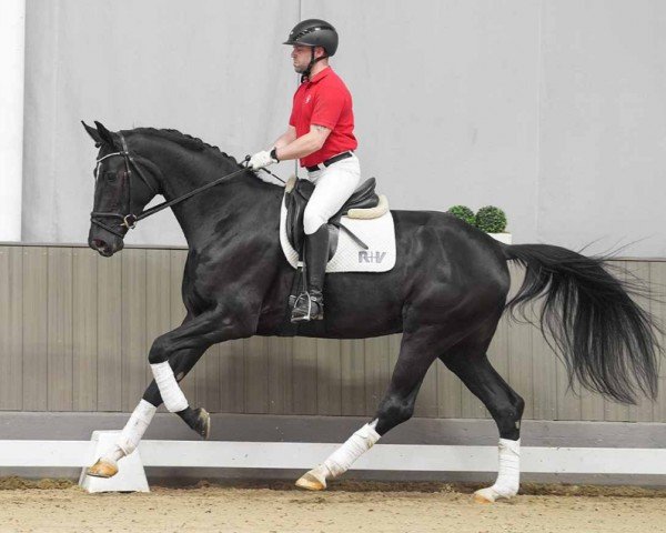 horse Debbi (Westphalian, 2020, from Desperados FRH)