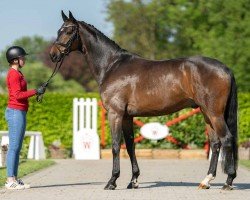 Pferd Felino 64 (Westfale, 2019, von For Romance I)