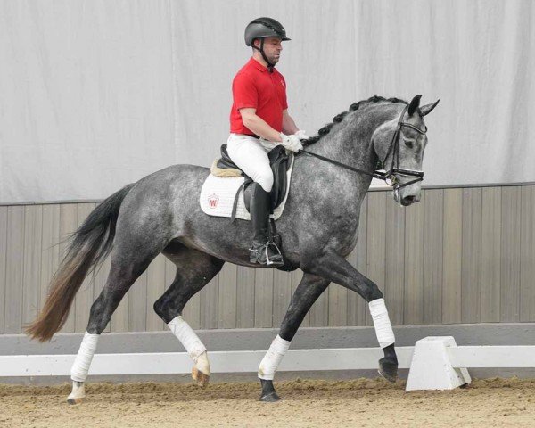 horse Dr. House (Hanoverian, 2020, from Don Royal)